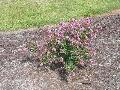 Purple Early Bird Crape Myrtle / Lagerstromeia indica 